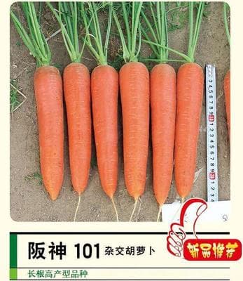 Hanshin 101 · Hybrid Carrot