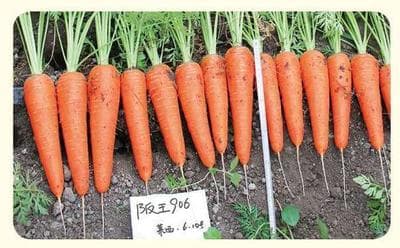 Hanwang 906 · Hybrid Carrot