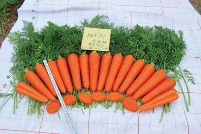 Hanwang 907 · Hybrid Carrot
