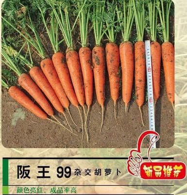 Hanwang 99 · Hybrid Carrot