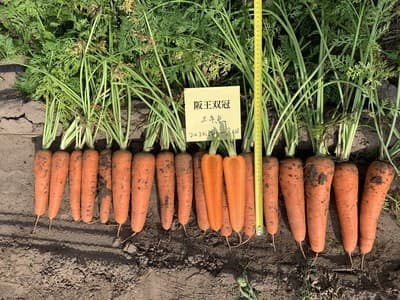 Hanwang Double Crown · Hybrid Carrot