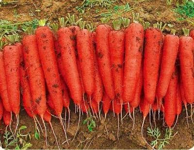 Leikende · Hybrid Carrot