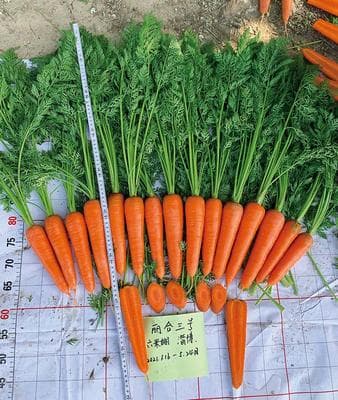 Lihe No. 3 · Hybrid Carrot