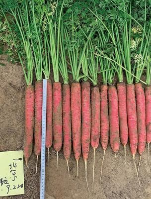 Power Seed Hanna · Hybrid Carrot