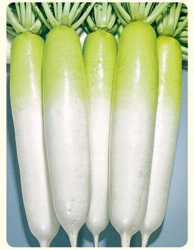 Chunsen · Radish