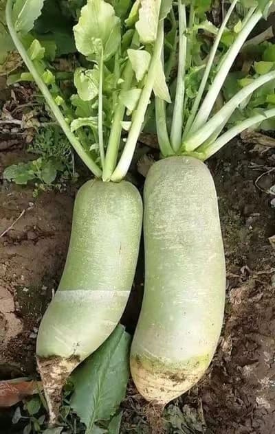 Liheqing No. 2 · Radish