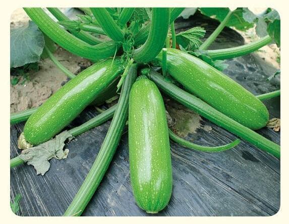 Fumei · Zucchini