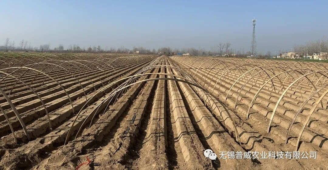 Six points for planting spring carrots