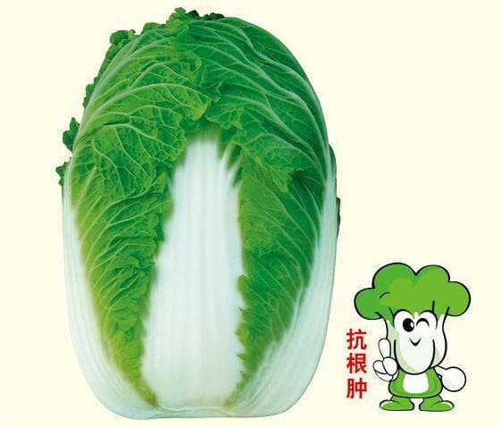 Chunjin 65 · Bok Choy