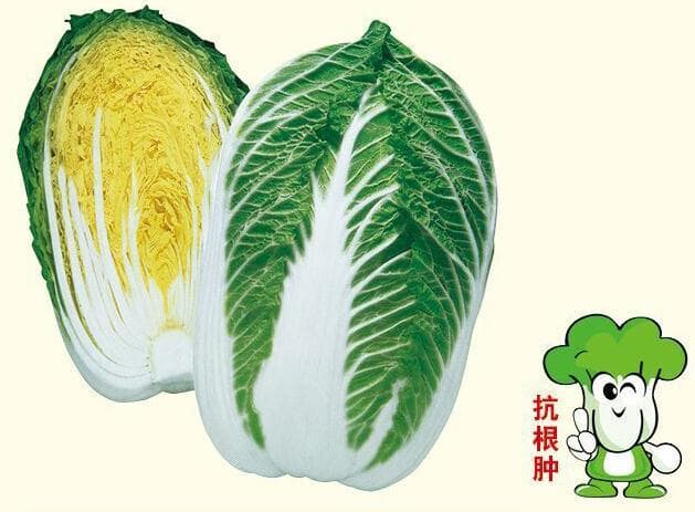 Power Seed Dazhuang · Bok Choy