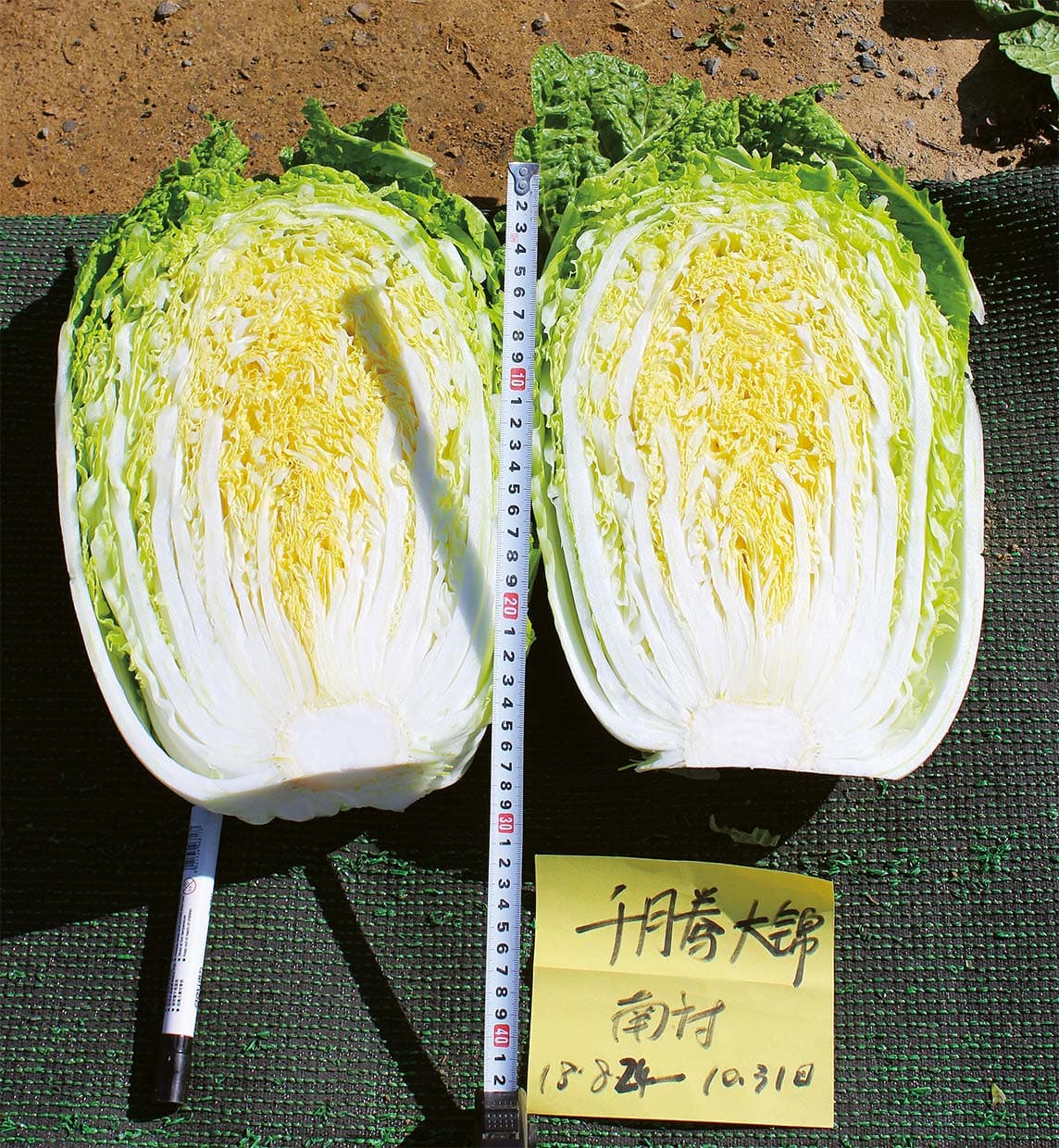 Qianteng Dajin · Bok Choy