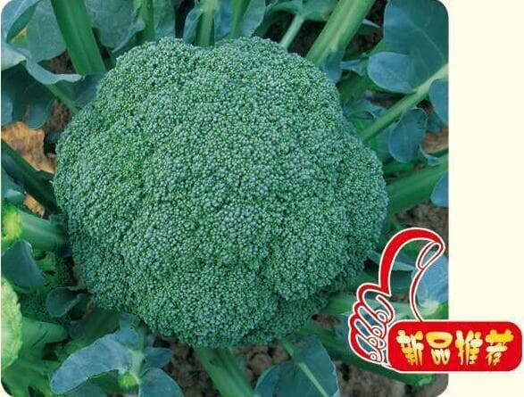 Naihan Meixiu · Broccoli
