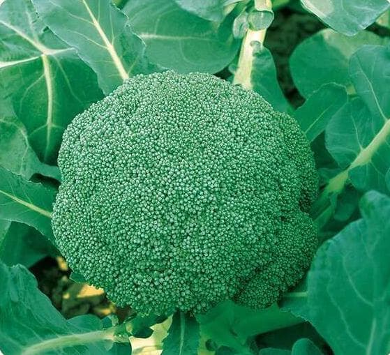 Power Seed Hanfeng · Broccoli