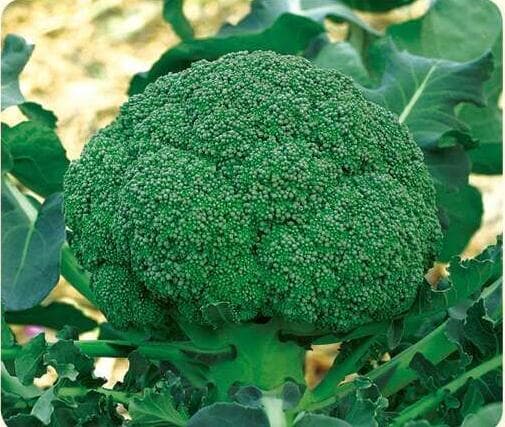 Qinghai-Tibet Plateau · Broccoli