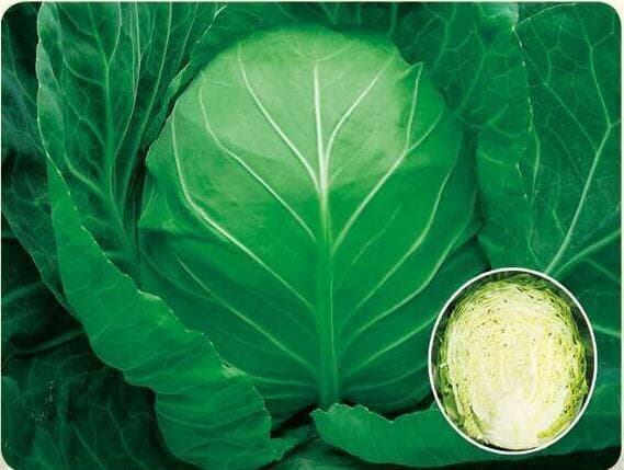 Laibao No. 2 · Cabbage