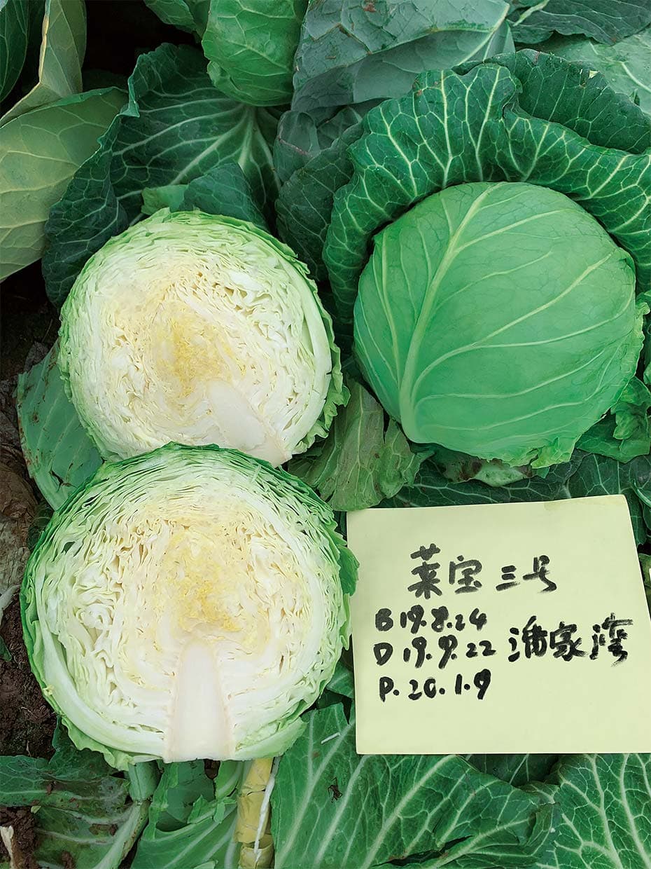 Laibao No. 3 · Cabbage