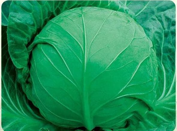 Laibao No. 8 · Cabbage