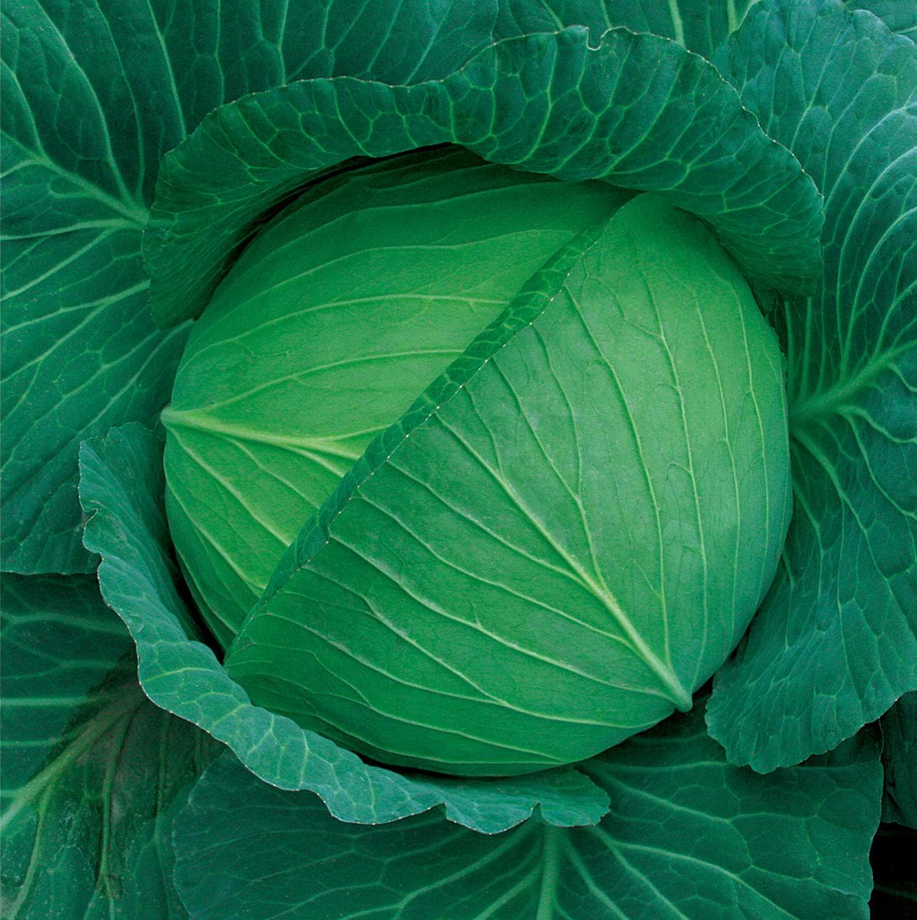 Power Seed Aolv · Cabbage