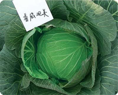 Power Seed Guanmei · Cabbage