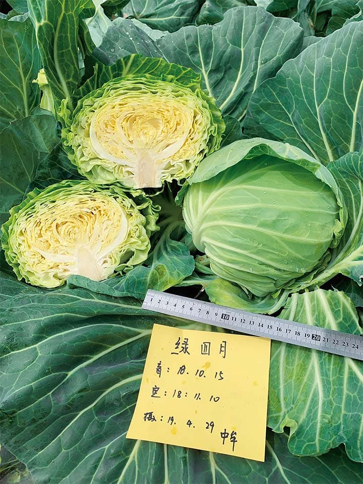 Power Seed Green April · Cabbage