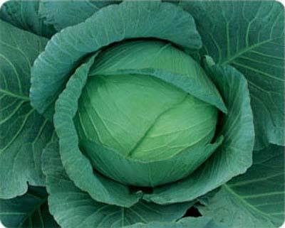 Love at First Sight · Cabbage