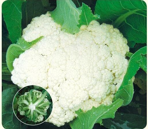 Power Seed Songhua 80 · Cauliflower