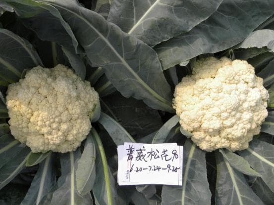Power Seed Songhua 90 · Cauliflower