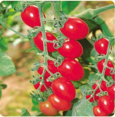 Pink Xiunu · Cherry Tomato