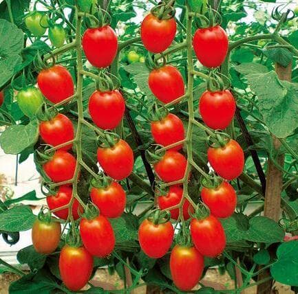 Red Xiunu · Cherry Tomato