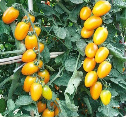 Yellow Xiunu · Cherry Tomato