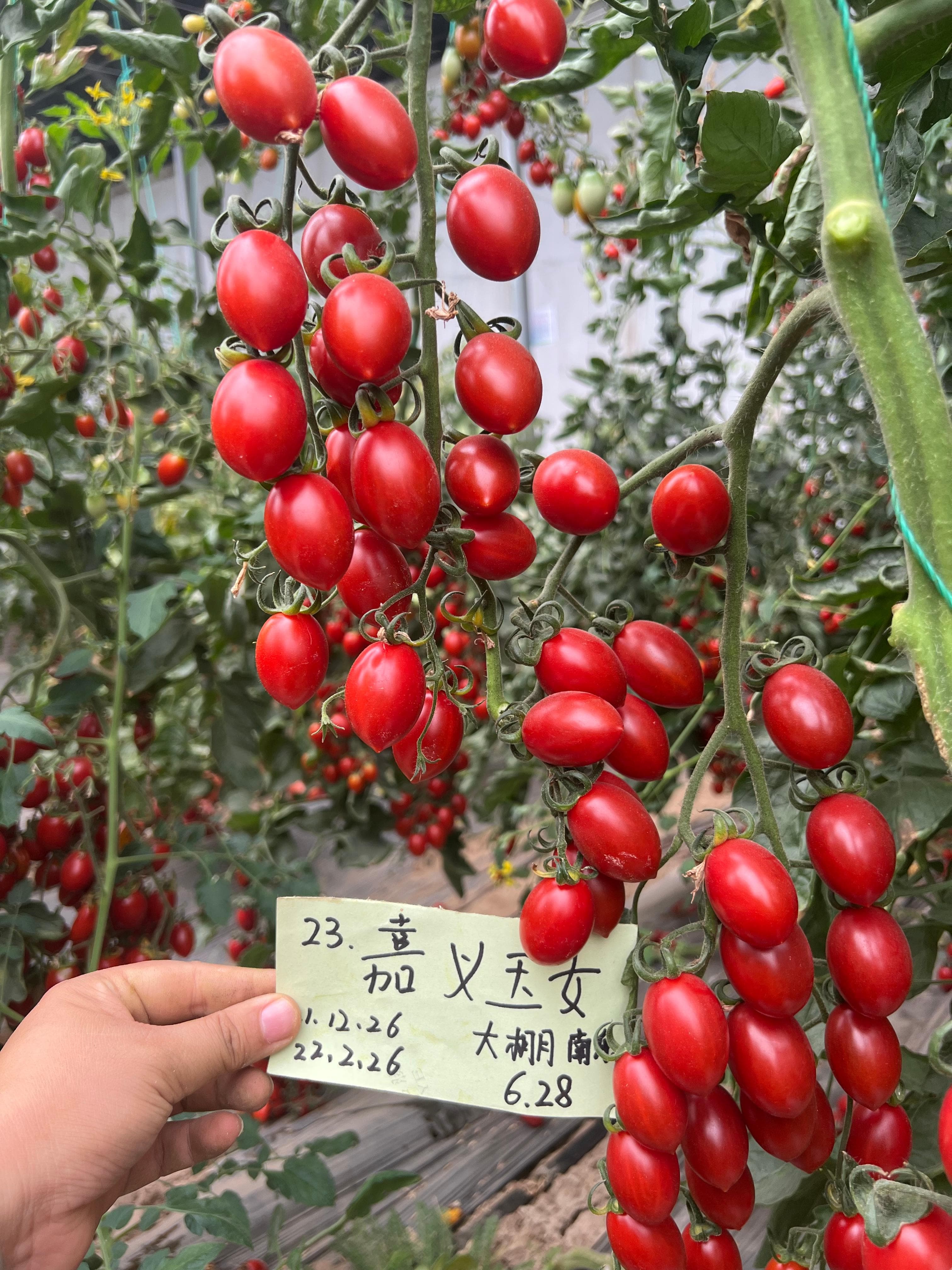 Jiayi Yunu · Cherry Tomato