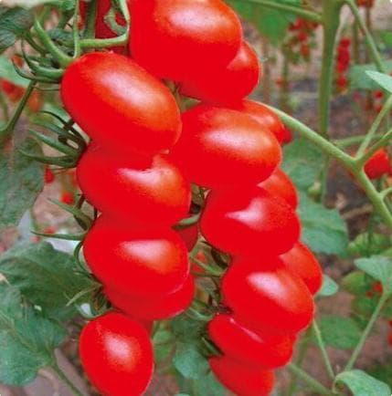 Meili Red · Cherry Tomato