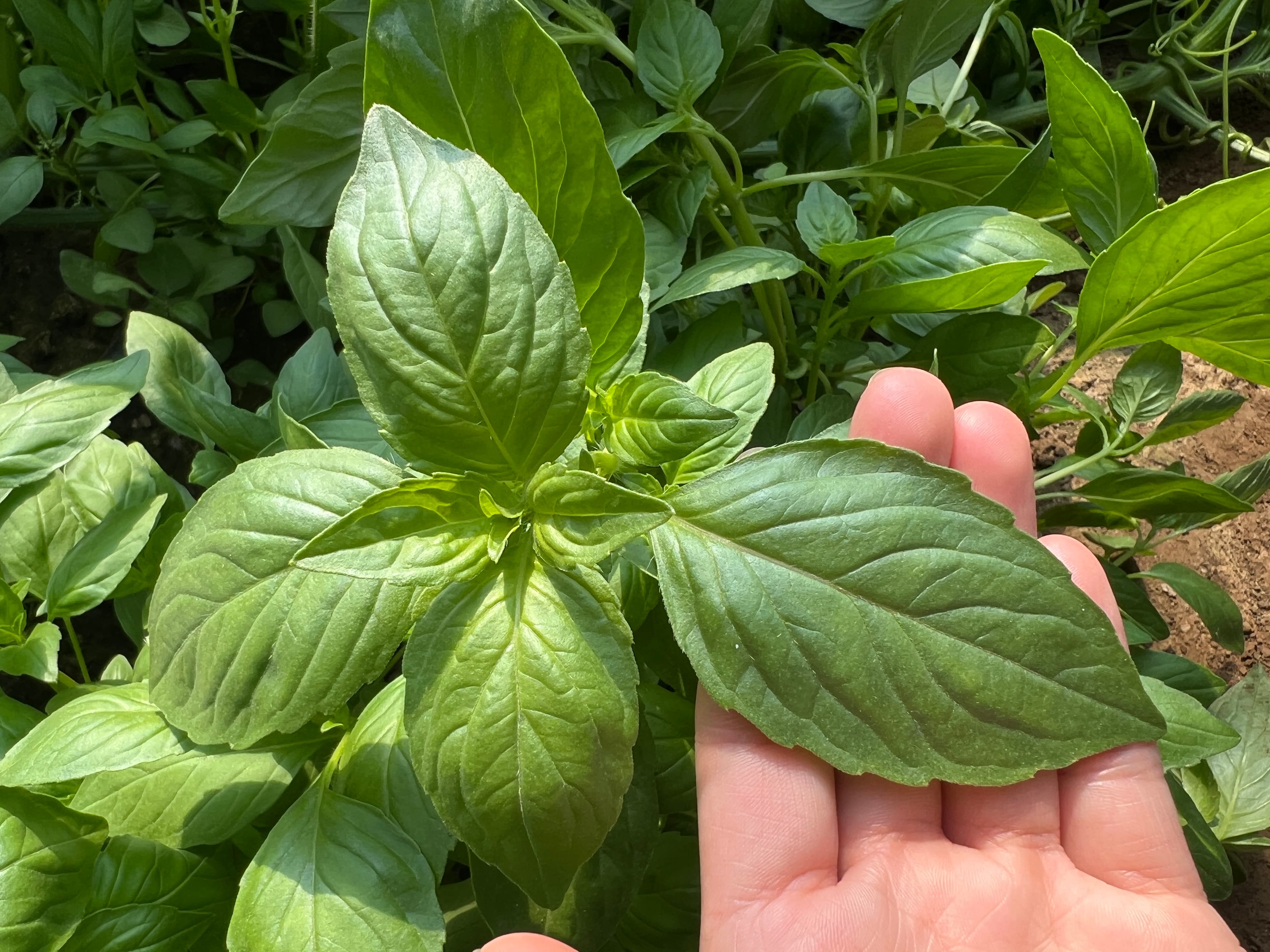 Power Seed Big-Leaf Jingjie · Leafy Green