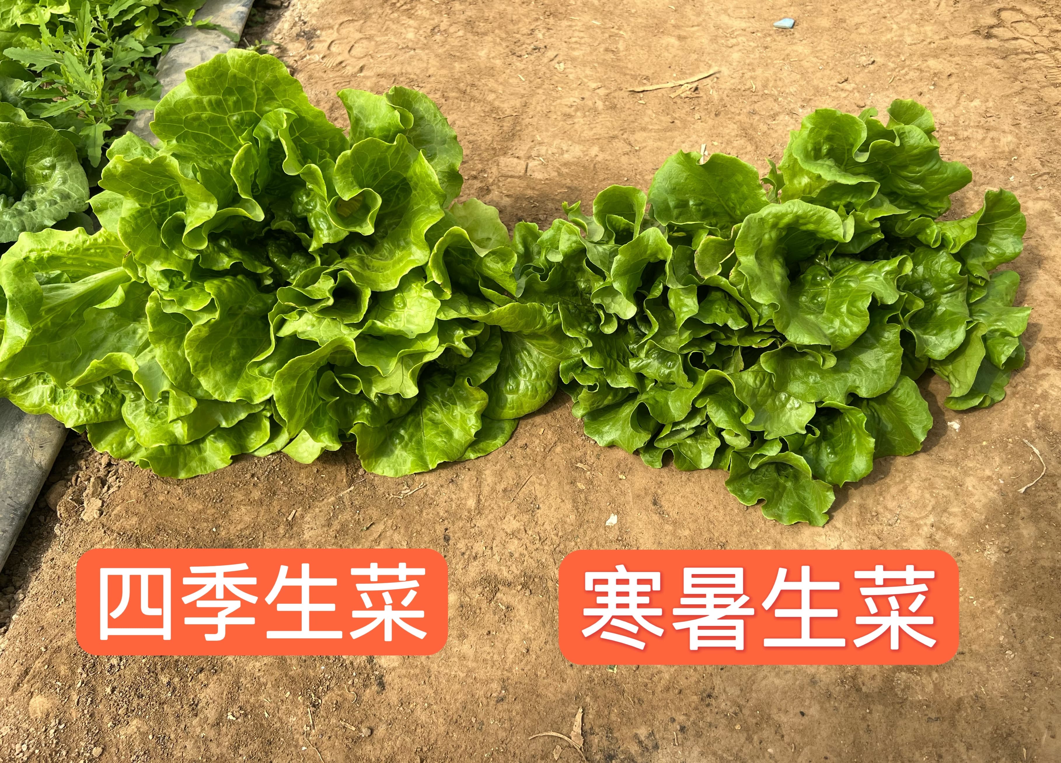Power Seed All-Season Lettuce · Leafy Green