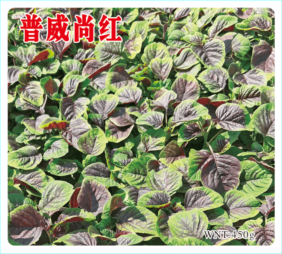 Power Seed Shanghong · Leafy Green