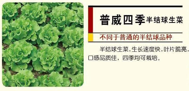 Power Seed Four-Season Semi-Head Lettuce · Leafy Green