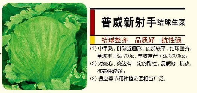 Power Seed New Archer Head Lettuce · Leafy Green