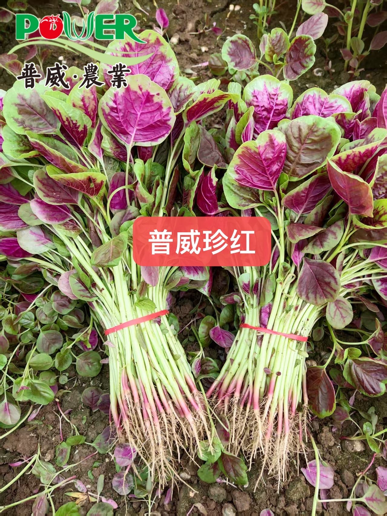 Power Seed Zhenhong · Leafy Green