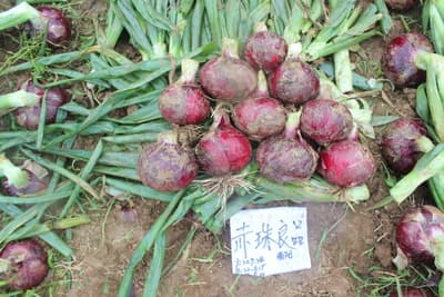 Chizhu Premium