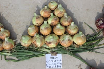 Jinyue No. 3