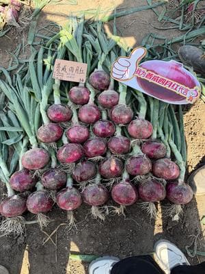Power Seed April Red
