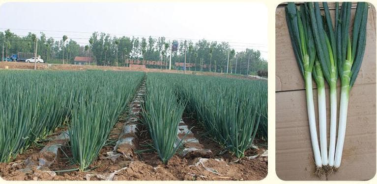 Changxia · Multi-Use Scallion