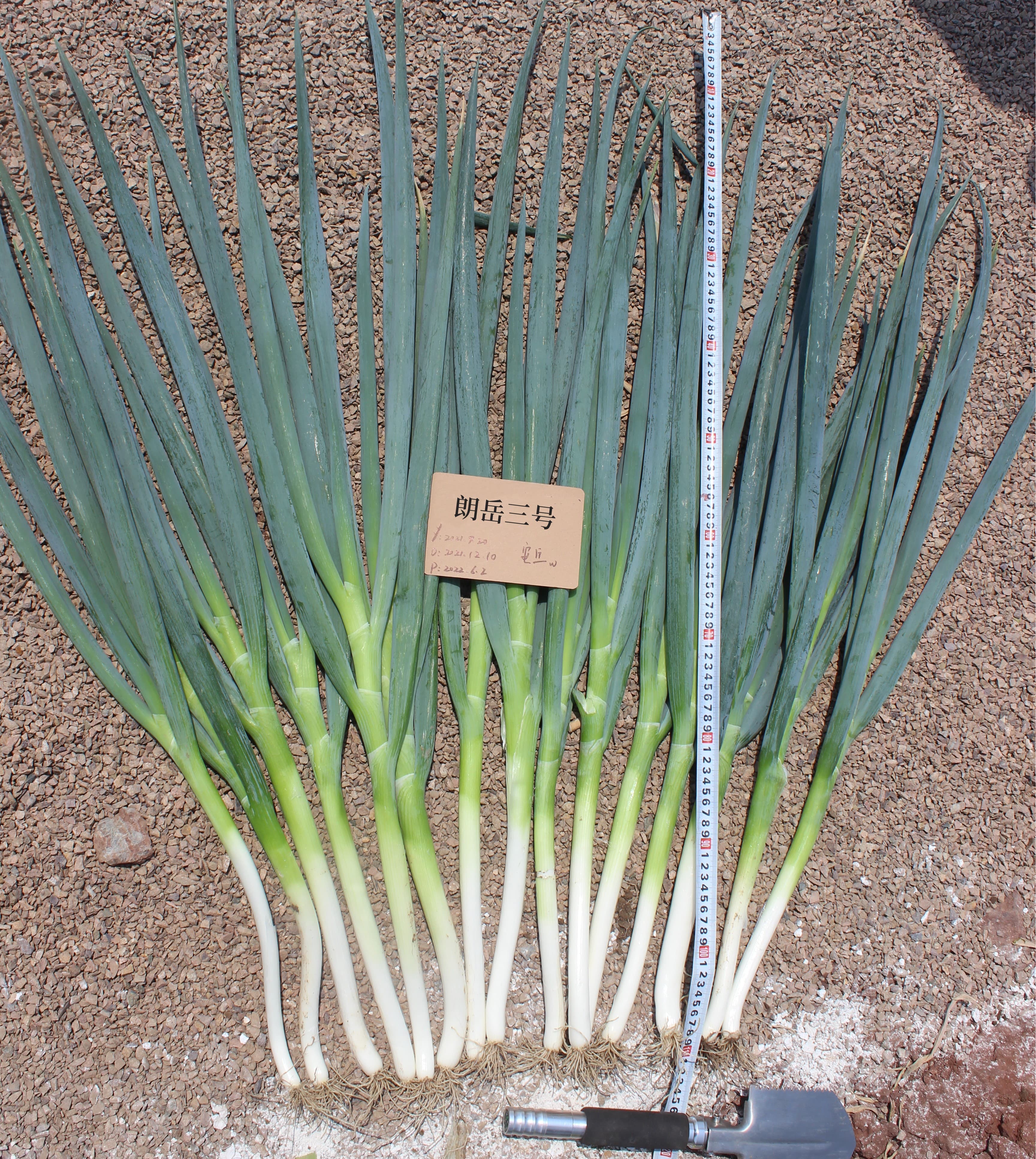 Langyue No. 3 · Scallion