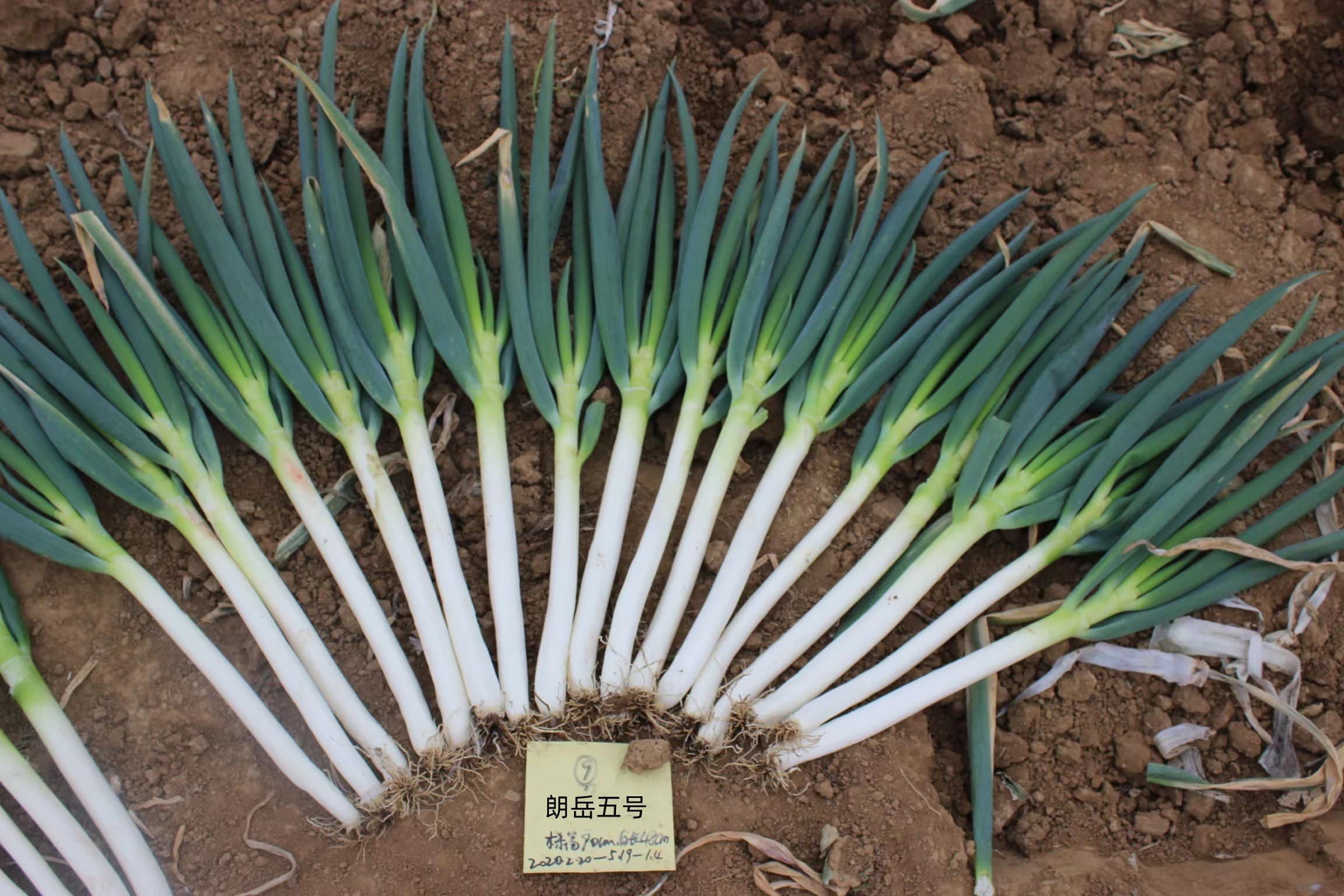 Langyue No. 5 · Scallion