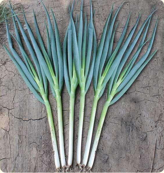 Mingmen · Scallion