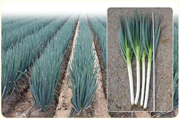 Mingxing No. 2 · Scallion