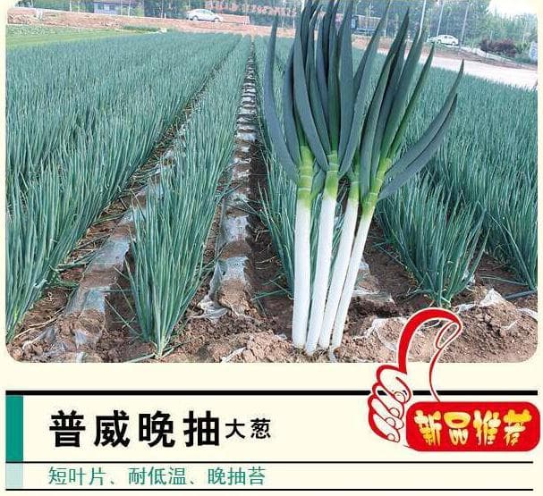 Power Seed Late-Bolt · Scallion