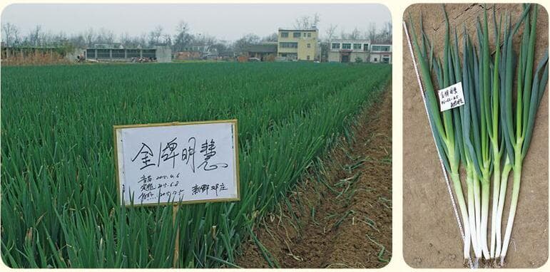 Power Seed Minghui · Scallion