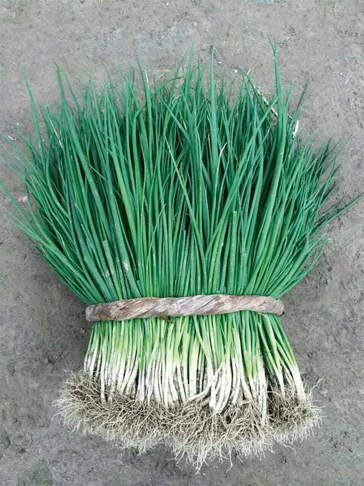 Power Seed Xiangxiang · Bunching Scallion