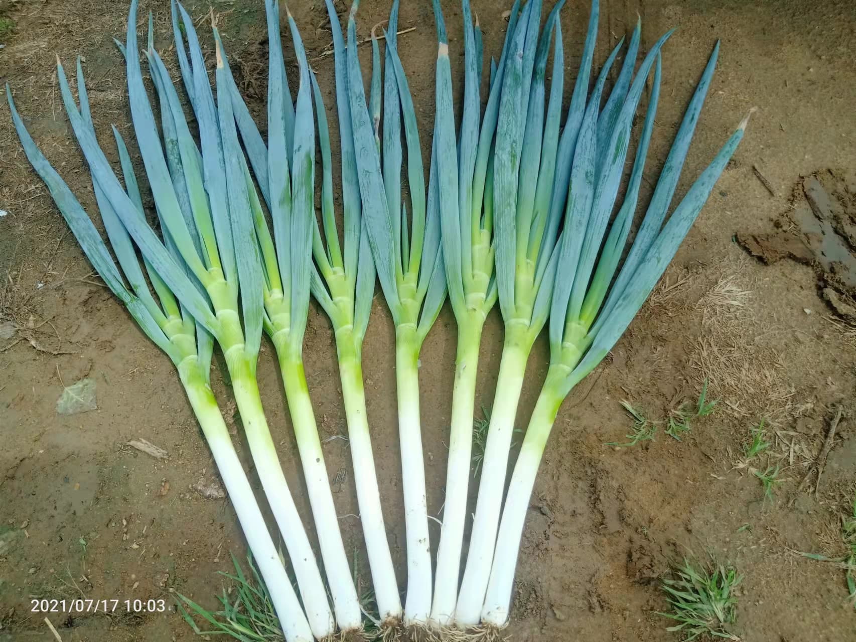 Power Seed Xiaojiang · Scallion